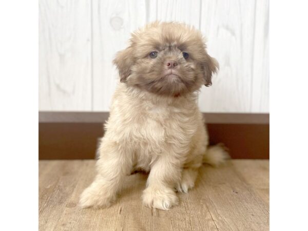 Peke A Tzu DOG Male CHOC 930 Petland Eastgate, Ohio