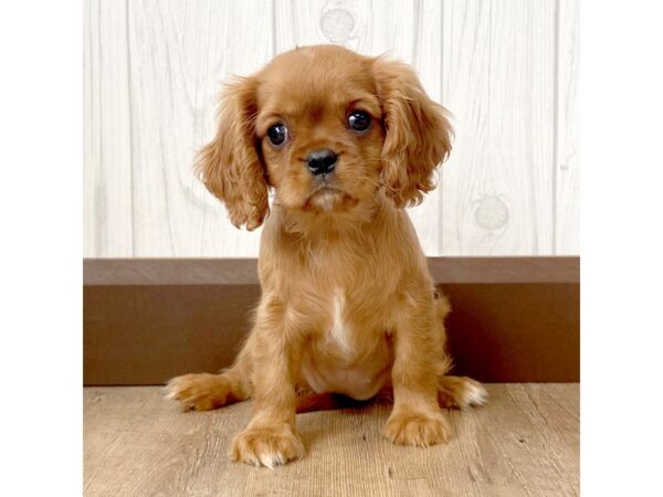 Cavalier King Charles Spaniel DOG Female Ruby 938 Petland Eastgate, Ohio