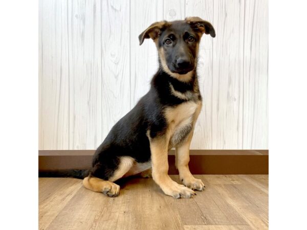 German Shepherd Dog DOG Female Black / Tan 951 Petland Eastgate, Ohio