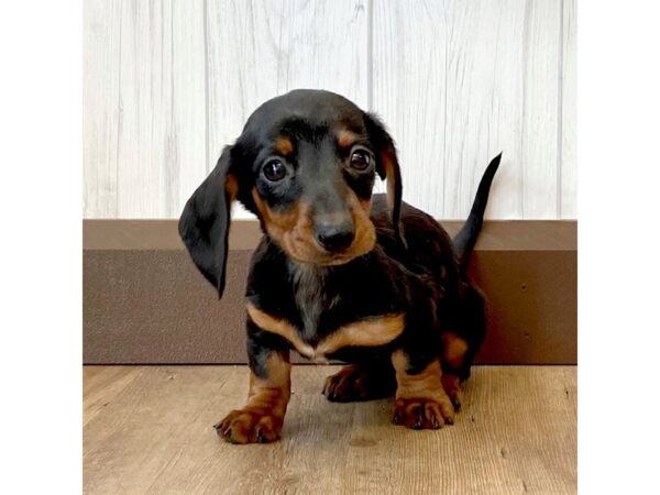 Dachshund DOG Female Black / Tan 950 Petland Eastgate, Ohio