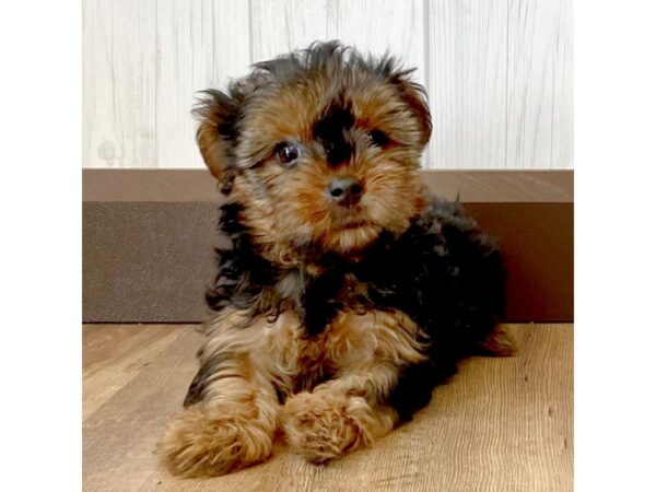 Yorkshire Terrier DOG Female Black / Tan 945 Petland Eastgate, Ohio