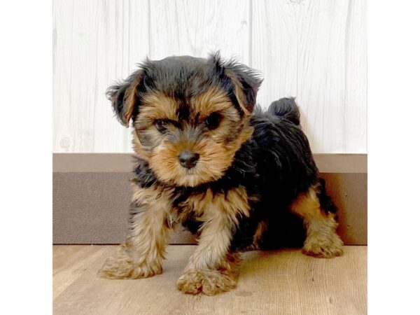 Yorkshire Terrier DOG Male Black / Tan 946 Petland Eastgate, Ohio