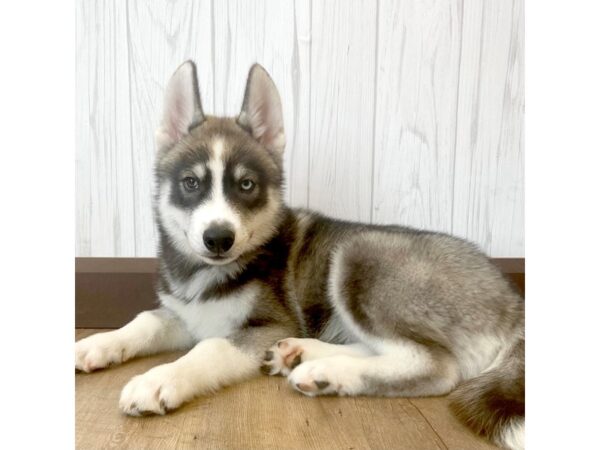 Siberian Husky DOG Male Gray / White 896 Petland Eastgate, Ohio