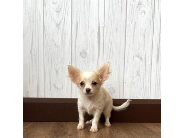 Chihuahua DOG Male Brown / White 972 Petland Eastgate, Ohio