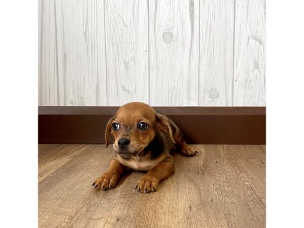 Chiweenie-DOG-Male-Wild Boar-962-Petland Eastgate, Ohio