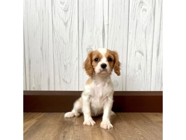 Cavalier King Charles Spaniel DOG Female Blenheim 956 Petland Eastgate, Ohio