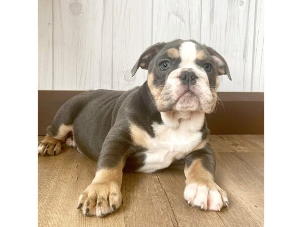 Bulldog DOG Female Blue Tan / White 965 Petland Eastgate, Ohio