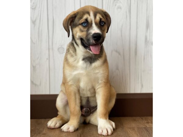 Olde Bulldog/ Siberian Husky-DOG-Male--983-Petland Eastgate, Ohio