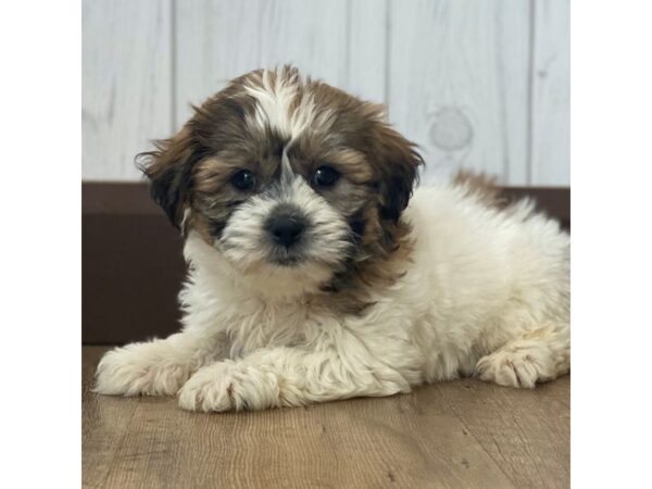 Teddy Bear DOG Female WHITE 980 Petland Eastgate, Ohio