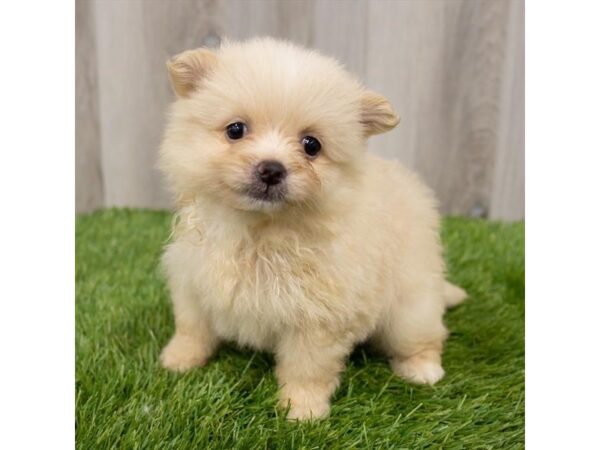 Pomeranian DOG Female Cream 991 Petland Eastgate, Ohio