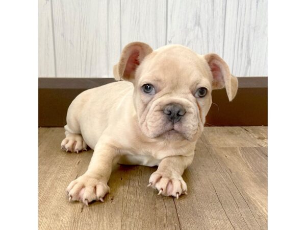 French Bulldog DOG Male Cream 1004 Petland Eastgate, Ohio