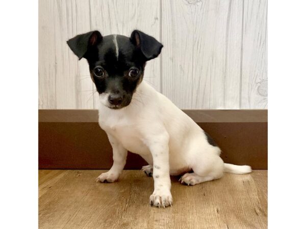 Chihuahua DOG Female Black / White 1009 Petland Eastgate, Ohio