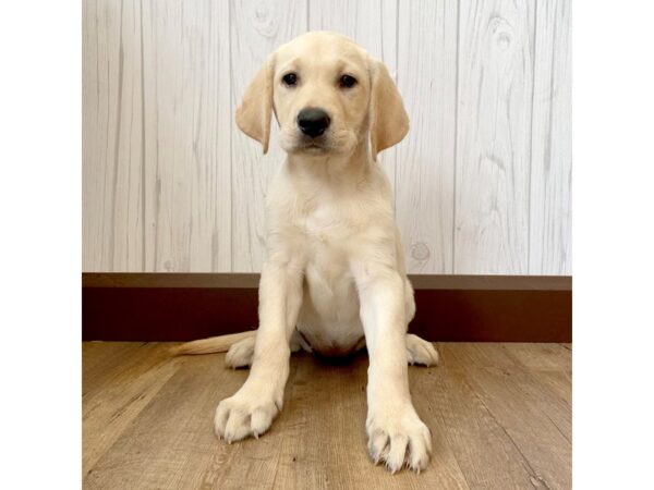 Labrador Retriever DOG Female Yellow 1011 Petland Eastgate, Ohio