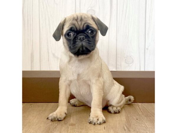 Pug DOG Female Fawn 1012 Petland Eastgate, Ohio