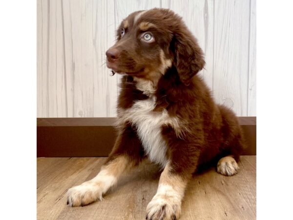 Australian Shepherd DOG Male Red / White 1013 Petland Eastgate, Ohio