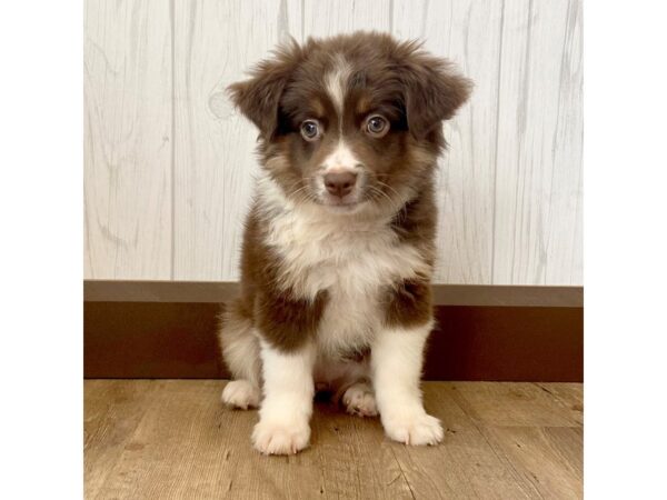 Miniature Australian Shepherd DOG Female Red 1015 Petland Eastgate, Ohio