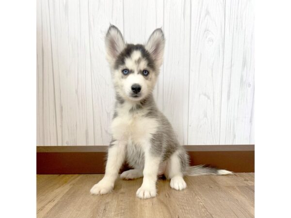 Siberian Husky DOG Female Black / White 1019 Petland Eastgate, Ohio