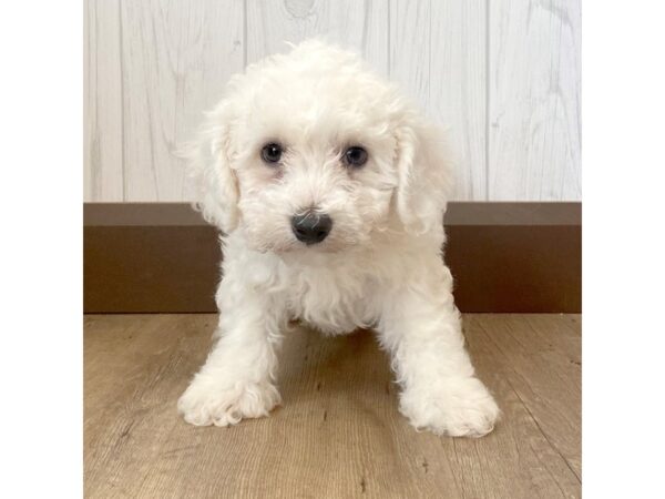 Bichon Frise DOG Male white 1001 Petland Eastgate, Ohio