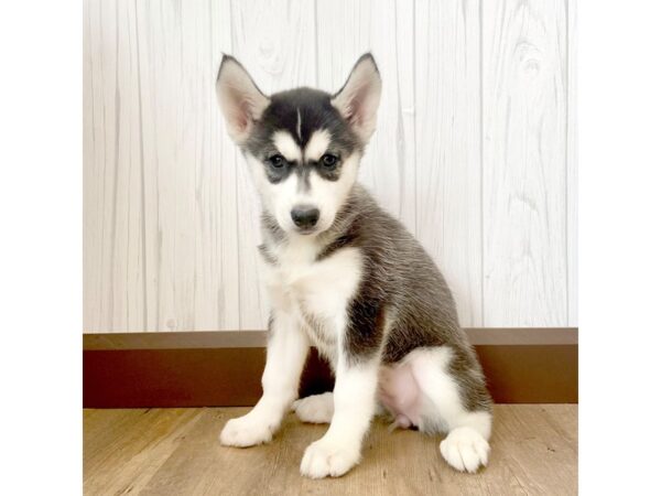 Siberian Husky DOG Female Black & White 996 Petland Eastgate, Ohio