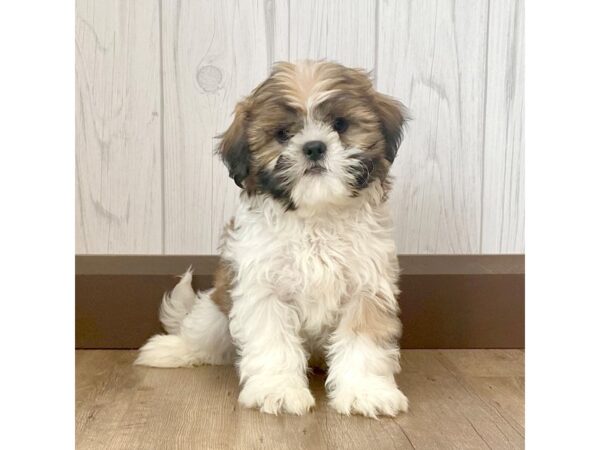 Shih Tzu DOG Male Gold / White 1020 Petland Eastgate, Ohio