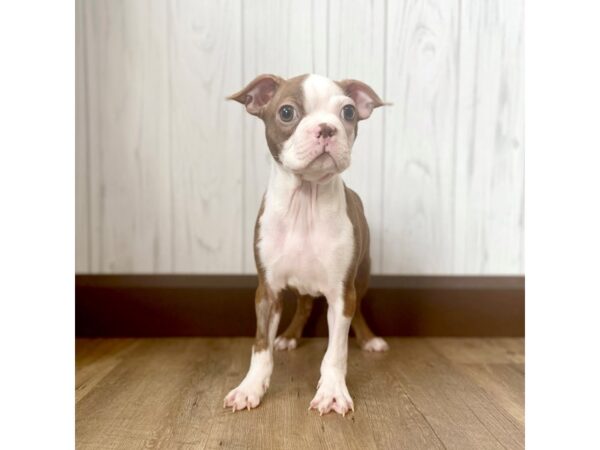 Boston Terrier DOG Male Seal / White 944 Petland Eastgate, Ohio