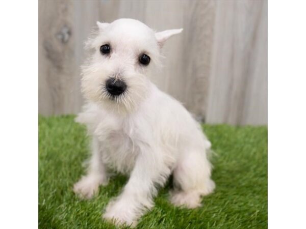 Miniature Schnauzer DOG Female White 1035 Petland Eastgate, Ohio