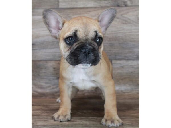 French Bulldog DOG Female Fawn 1048 Petland Eastgate, Ohio