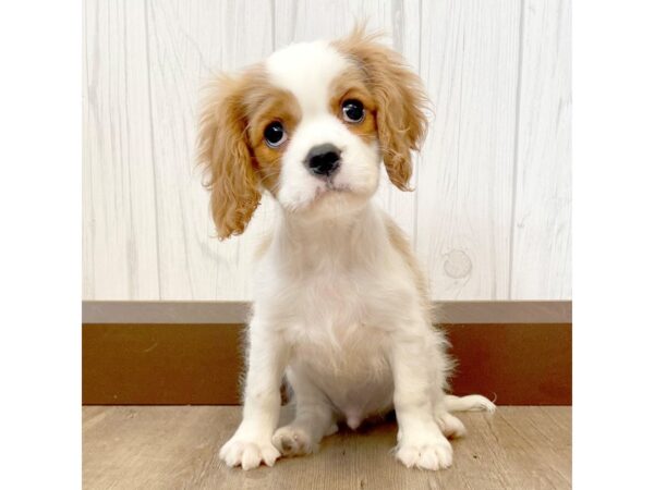 Cavalier King Charles Spaniel DOG Male Blenheim 1030 Petland Eastgate, Ohio