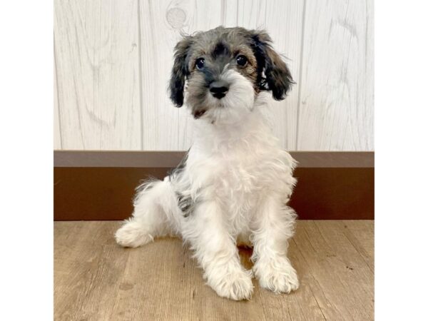 Miniature Schnoodle DOG Female 1031 Petland Eastgate, Ohio