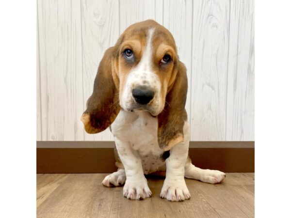 Basset Hound DOG Female Black White / Tan 1034 Petland Eastgate, Ohio