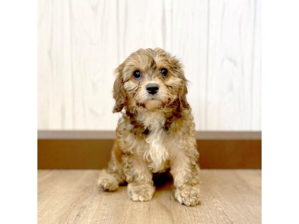 Cavapoo DOG Female 1037 Petland Eastgate, Ohio