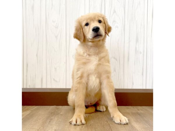 Golden Retriever DOG Male Golden 1068 Petland Eastgate, Ohio