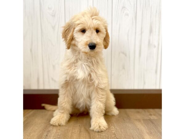 Goldendoodle DOG Female Golden 1055 Petland Eastgate, Ohio