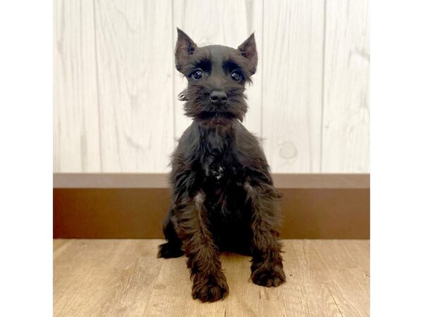 Miniature Schnauzer DOG Female Black 1057 Petland Eastgate, Ohio