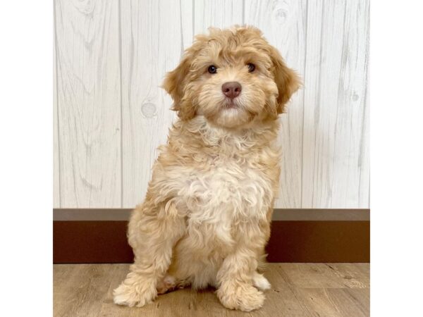 Miniature Newfypoo-DOG-Female-Red / White-1052-Petland Eastgate, Ohio