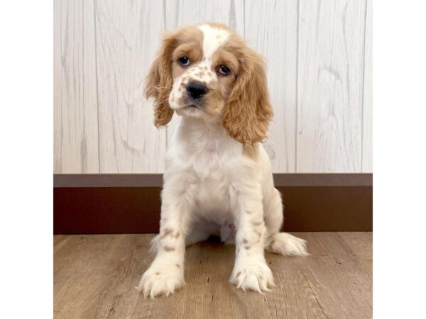 Cocker Spaniel DOG Male 1045 Petland Eastgate, Ohio