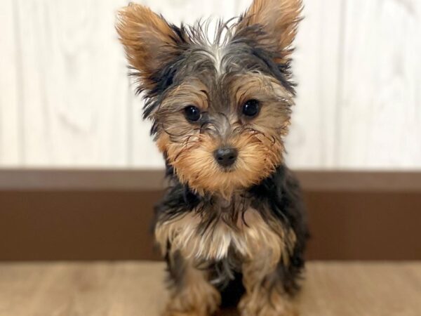 Yorkshire Terrier DOG Female Black / Tan 1077 Petland Eastgate, Ohio