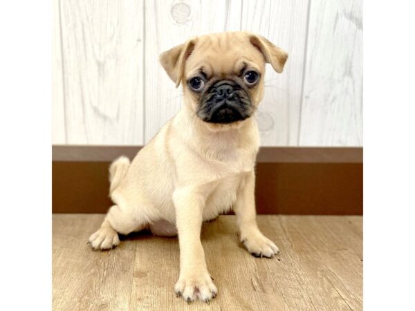 Pug DOG Female Fawn 1073 Petland Eastgate, Ohio