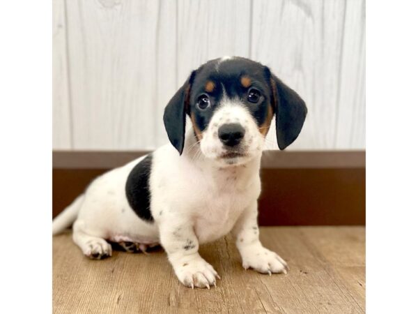 Dachshund DOG Male RED 1091 Petland Eastgate, Ohio