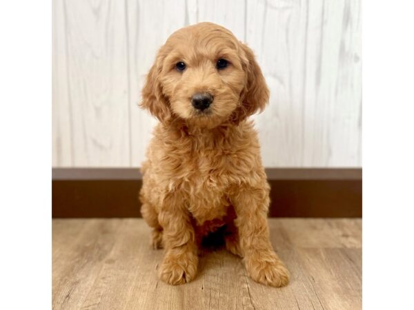 Mini Goldendoodle 2nd Gen DOG Male 1088 Petland Eastgate, Ohio