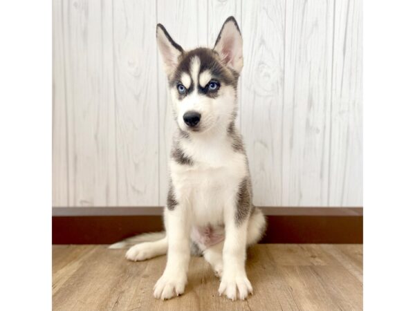 Siberian Husky DOG Male Gray / White 1085 Petland Eastgate, Ohio