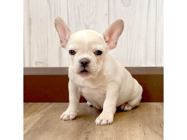 French Bulldog-DOG-Female--1083-Petland Eastgate, Ohio