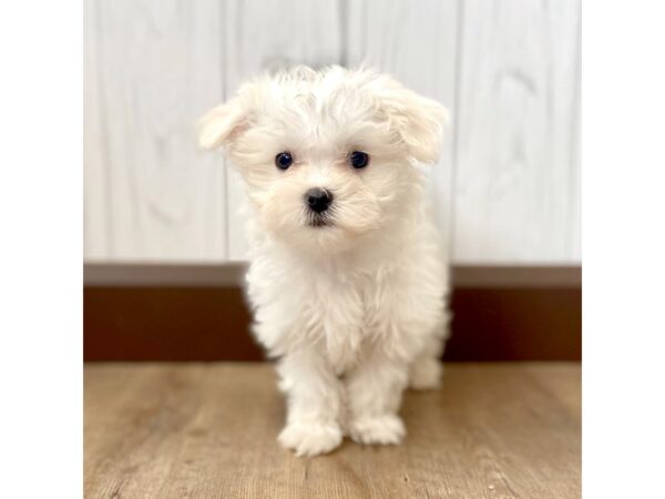 Maltese DOG Female White 1081 Petland Eastgate, Ohio