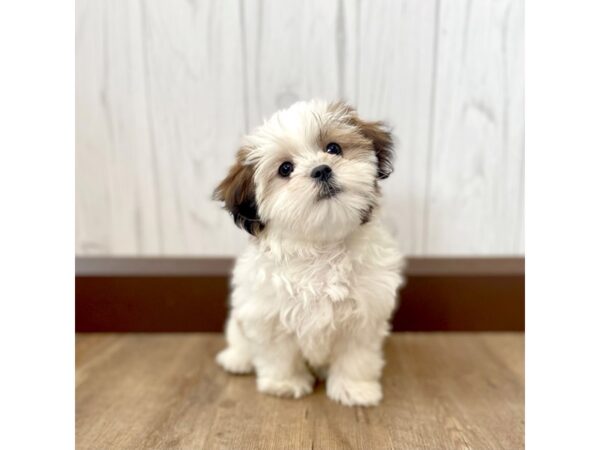 Mal Shih-DOG-Female-Gold / White-1079-Petland Eastgate, Ohio