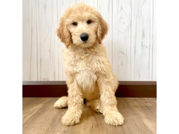 Goldendoodle DOG Male Golden 1087 Petland Eastgate, Ohio