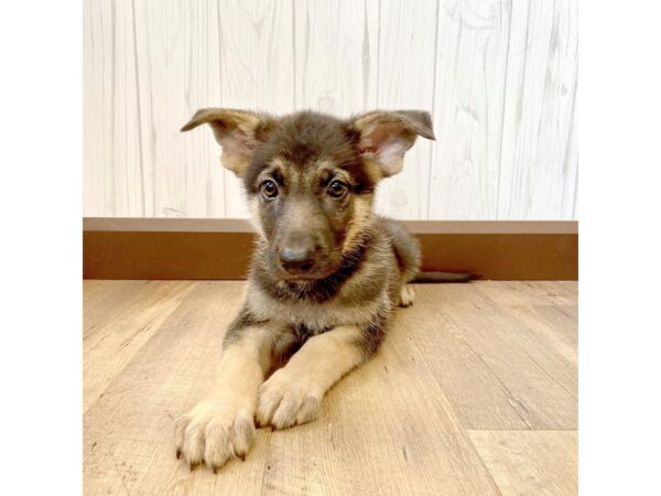 German Shepherd Dog DOG Male Black / Tan 1094 Petland Eastgate, Ohio