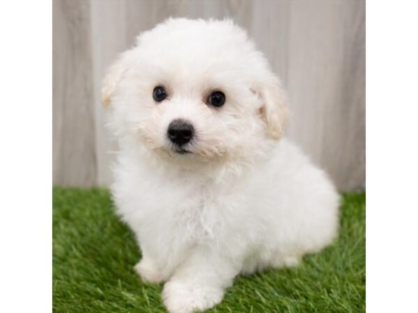 Bichon Frise DOG Male White 1101 Petland Eastgate, Ohio