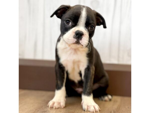 Boston Terrier DOG Male Black / White 1120 Petland Eastgate, Ohio