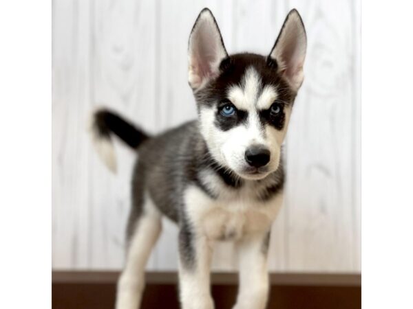 Siberian Husky DOG Male 1119 Petland Eastgate, Ohio