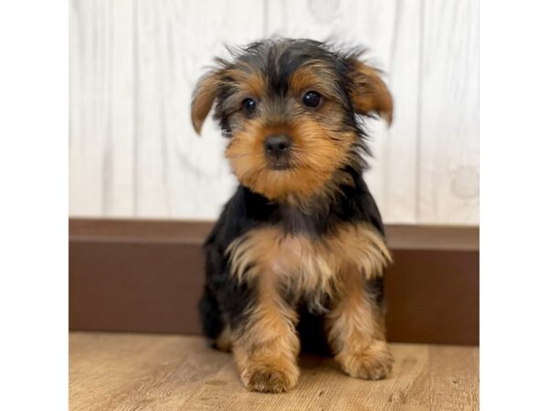 Yorkshire Terrier DOG Female Black / Tan 1118 Petland Eastgate, Ohio